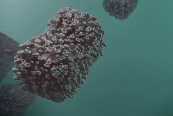 Фотография к новости: Ұлыбританияда маймыл шешегінің жаңа штамы таралып жатыр