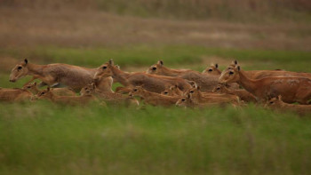 Фотография к новости: «Алтын Дала» бастамасы әлемдік деңгейдегі экологиялық сыйлықты жеңіп алды