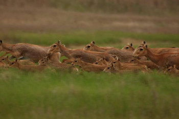 Фотография к новости: «Алтын Дала» бастамасы әлемдік деңгейдегі экологиялық сыйлықты жеңіп алды