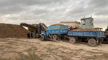 Фотография к новости: Көксу қант зауытында қант қызылшасын қабылдау қуаты артты