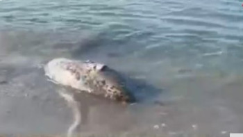 Фотография к новости: Каспий жағалауынан табылған итбалық өлексесінің саны 700-ден асты