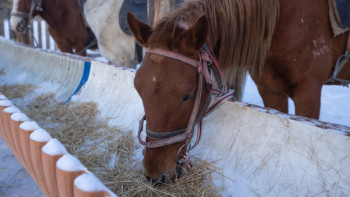 Фотография к новости: ІІМ: 3,5 мың мал басы иелеріне қайтарылды