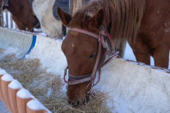 Фотография к новости: ІІМ: 3,5 мың мал басы иелеріне қайтарылды