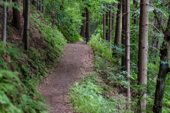 Фотография к новости: Абай облысында орманшылар жалған дипломмен жұмыс істеп келген