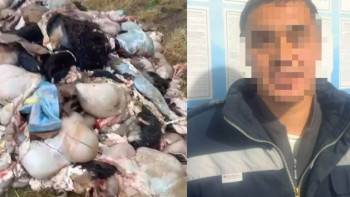 Фотография к новости: Ауыл маңына сойылған мал қалдықтарын тастаған тұрғын жауапқа тартылды