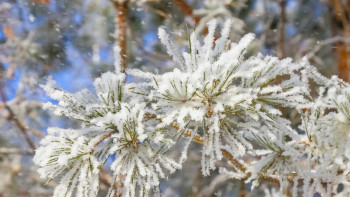 Фотография к новости: Бірнеше өңірде қар жауып, көктайғақ болады