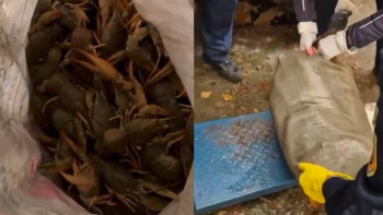 Фотография к новости: ШҚО-да 240 келіден астам тірі шаянды заңсыз тасымалдағандар ұсталды