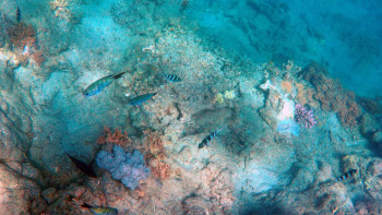 Фотография к новости: Әлемдегі ең үлкен маржан рифі табылды