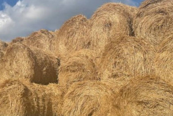 Фотография к новости: Елімізде 50,2 млн тонна жем дайындалды