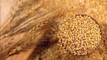 Фотография к новости: Астықты  сатып алу бағдарламасына қатысу  үшін өтінімдер қабылдау басталды