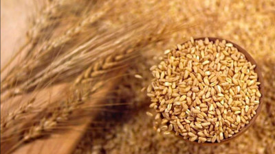 Астықты  сатып алу бағдарламасына қатысу  үшін өтінімдер қабылдау басталды