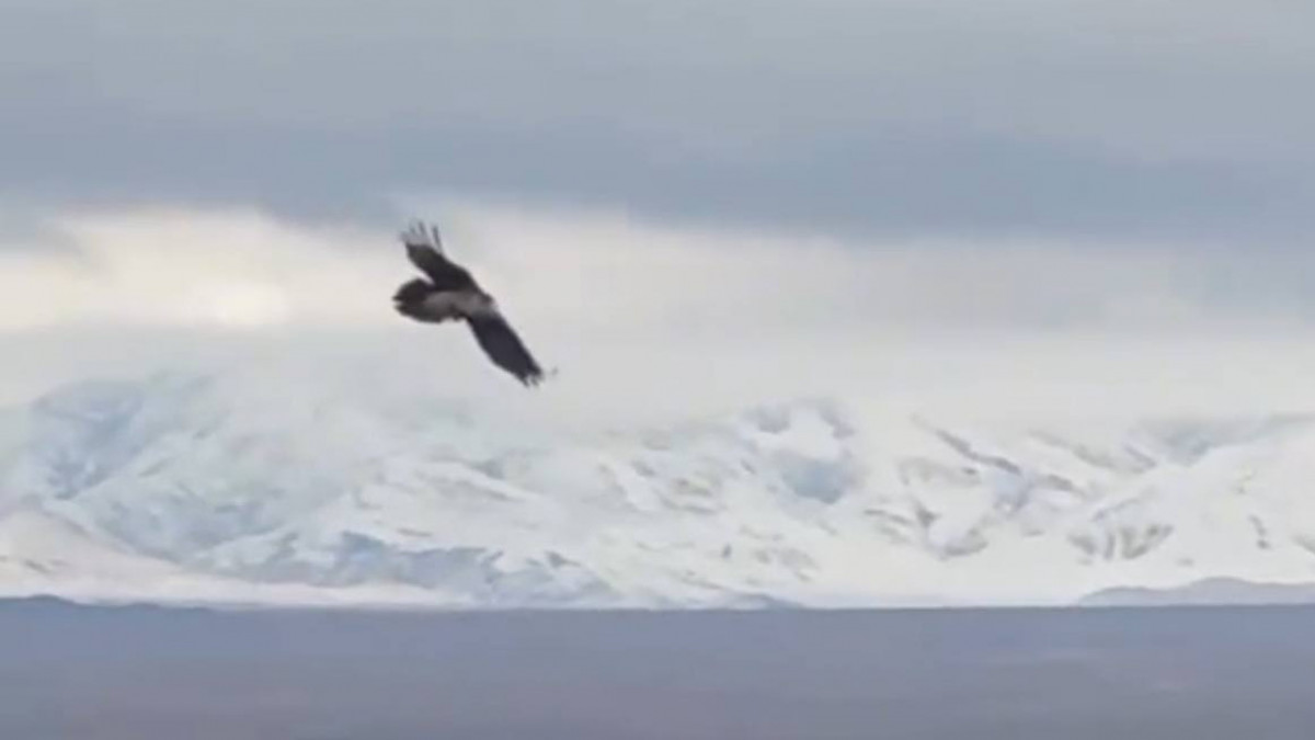  Видеодан скрин