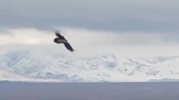 Фотография к новости: Шарын шатқалында Қызыл кітапқа енген сақалтай көзге түсті