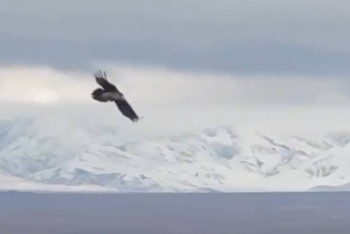 Фотография к новости: Шарын шатқалында Қызыл кітапқа енген сақалтай көзге түсті