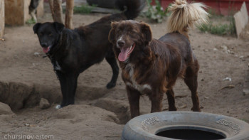 Фотография к новости: Биыл 32 мыңнан астам адамды ит қауып алған