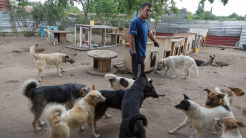 Фотография к новости: Қаңғыбас иттерге жылына 450 млрд теңге немесе күніне 1,2 млрд теңге жұмсалады