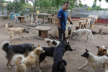 Фотография к новости: Қаңғыбас иттерге жылына 450 млрд теңге немесе күніне 1,2 млрд теңге жұмсалады