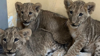 Фотография к новости: Шымкентте полиция арыстан абданын сатпақ болған түркістандықты ұстады