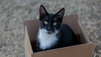 Фотография к новости: Жауапкершілік талап еткенде иелері ит-мысықтарын сыртқа лақтыра бастады - депутат