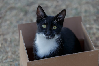 Фотография к новости: Жауапкершілік талап еткенде иелері ит-мысықтарын сыртқа лақтыра бастады - депутат
