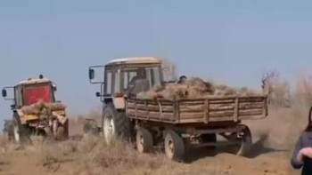 Фотография к новости: Түркістан облысында сексеуіл тұқымын себу науқаны басталды