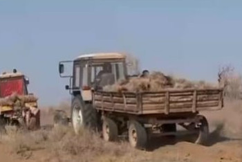 Фотография к новости: Түркістан облысында сексеуіл тұқымын себу науқаны басталды