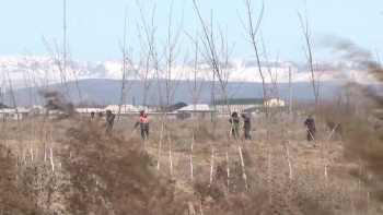 Фотография к новости: Түркістан облысында орман ағаштарына санақ жүргізілуде