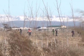 Фотография к новости: Түркістан облысында орман ағаштарына санақ жүргізілуде