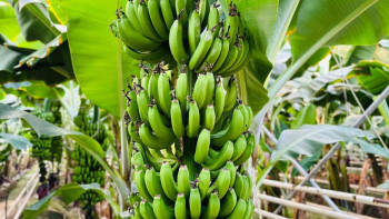 Фотография к новости: Түркістан облысында жылына 1000 тонна банан өсіріледі