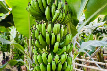 Фотография к новости: Түркістан облысында жылына 1000 тонна банан өсіріледі