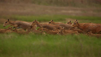 Фотография к новости: Павлодар облысында киіктер саны бес есе артты