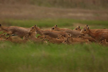 Фотография к новости: Павлодар облысында киіктер саны бес есе артты