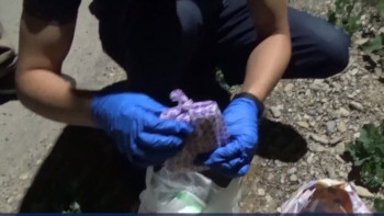 Фотография к новости: 115 қызметкерден ақша бопсалаған: Түркістанда ветеринария қызметінің басшысы сотталды