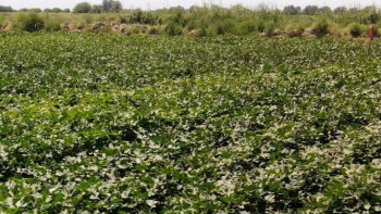 Фотография к новости: ШҚО 13,5 мың гектар егіс алқабы сумен қамтамасыз етілді