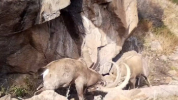 Фотография к новости: Ұлттық паркте сібір тау ешкісі мен жабайы қабан фототұзаққа түсті