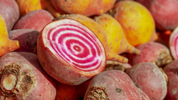 Фотография к новости: Жетісуда қант қызылшасы шіріп жатыр