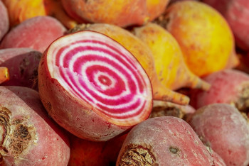 Фотография к новости: Жетісуда қант қызылшасы шіріп жатыр