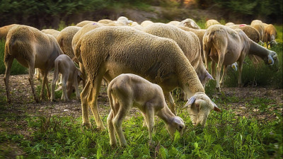 Қазақстаннан Катарға қой еті экспорты 75%-ға артты