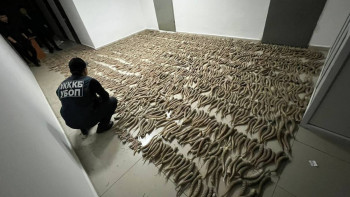 Фотография к новости: Қызылорда облысы тұрғындарынан 2 мыңнан астам киік мүйізі тәркіленді