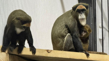 Фотография к новости: Қарағанды хайуанаттар бағына Бразза маймылдары жеткізілді