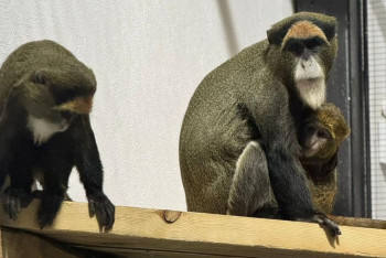 Фотография к новости: Қарағанды хайуанаттар бағына Бразза маймылдары жеткізілді