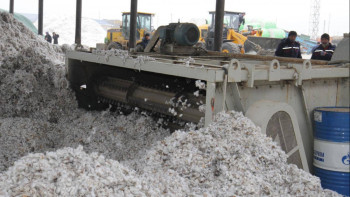 Фотография к новости: Мақта кластері бюджетке қосымша 2 млрд теңгеге жуық түсім әкелмек