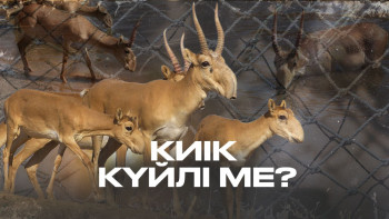 Фотография к новости: Каспий құбыр желісі консорциумы киіктерді қалай қорғады?