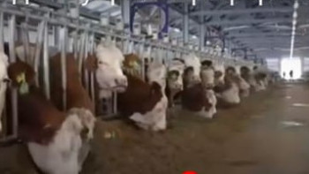 Фотография к новости: СҚО-да тауарлы-сүт фермалары ашылды