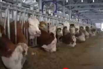 Фотография к новости: СҚО-да тауарлы-сүт фермалары ашылды