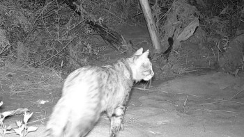 Фотография к новости: «Алтысай» экопаркі аумағында Азия дала мысығы алғаш рет кездесті