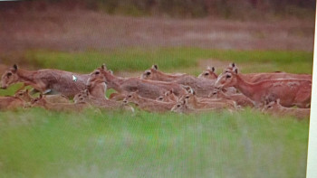 Фотография к новости: Атырауда 84 киіктің өлексесі табылды – әкімдік жауап берді