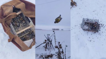 Фотография к новости: Ақмолада Қызыл кітапқа енген құстарды заңсыз аулаған браконьер ұсталды