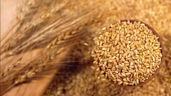 Фотография к новости: Фермерлер тікелей сатып алу бағдарламасы бойынша 3,8 млрд теңгеге өтінім берді