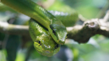 Фотография к новости: Жылан жылы: 2025 жыл қандай болады?